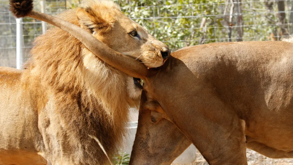 Návrat lvů do Afriky