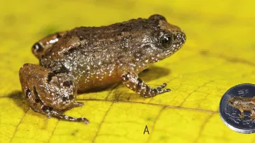 Nově objevená noční žába z Indie