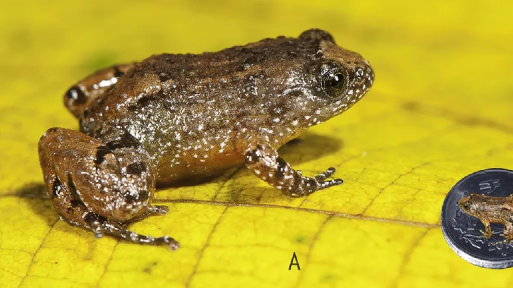 Nově objevená noční žába z Indie