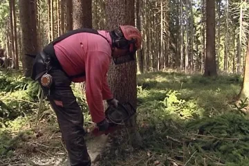 Prodej šumavského dřeva prostřednictvím internetových aukcí roste