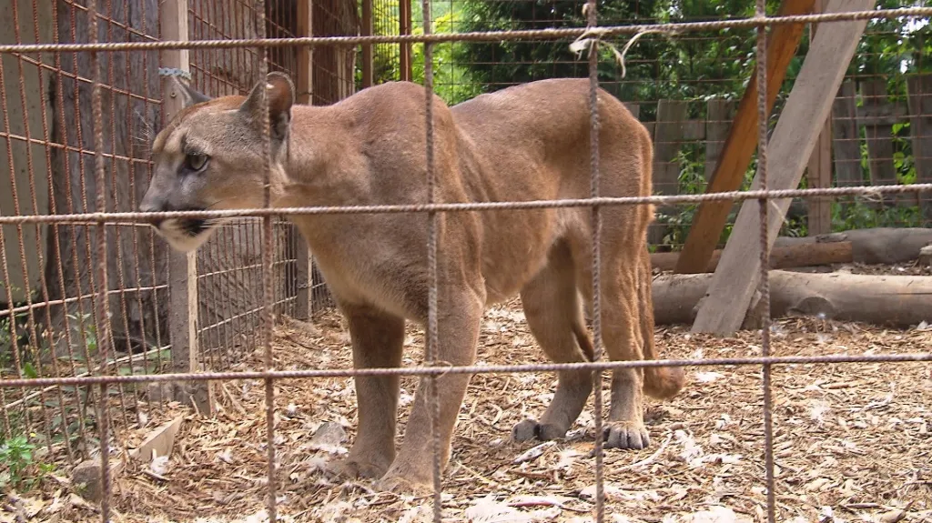 Puma ze Zvole