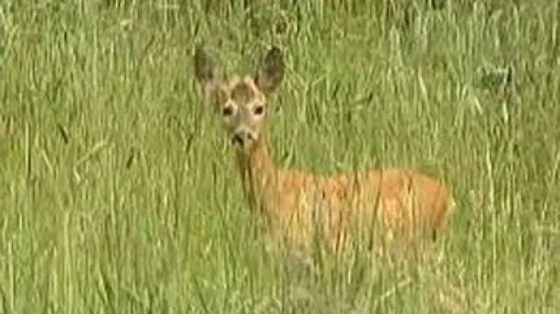 Miroslav Vodňanský, ředitel Středoevropského institutu ekologie zvěře