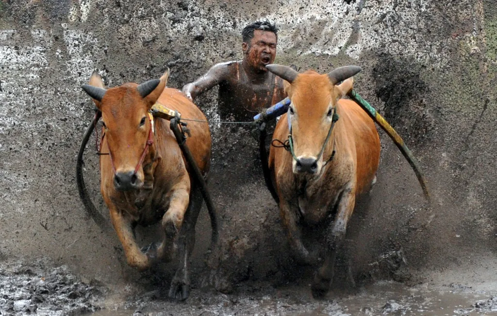 Žokej na snímku kočíruje býčí spřežení během Pacu Jawi v Tanah Datar v indonéské provincii Západní Sumatra. Pacu Jawi je tradiční býčí závod, při kterém stojí žokej na dřevěném pluhu na volno přivázaný k páru býků a drží je za ocasy, zatímco se býci ženou blátivou dráhou v rýžovém poli