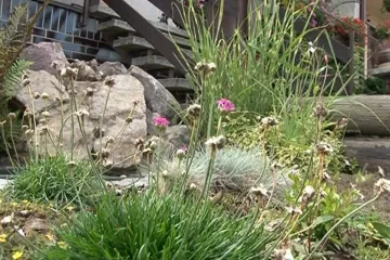 Letovické předzahrádky vzkvétají, může za to lidská píle a soutěž