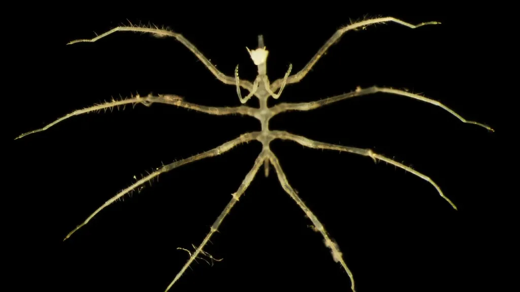 Organismus podobný pavoukovi