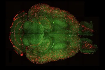 Léčivý vláček nanomolekul podle studie vrací mozku nemocných mládí a naději