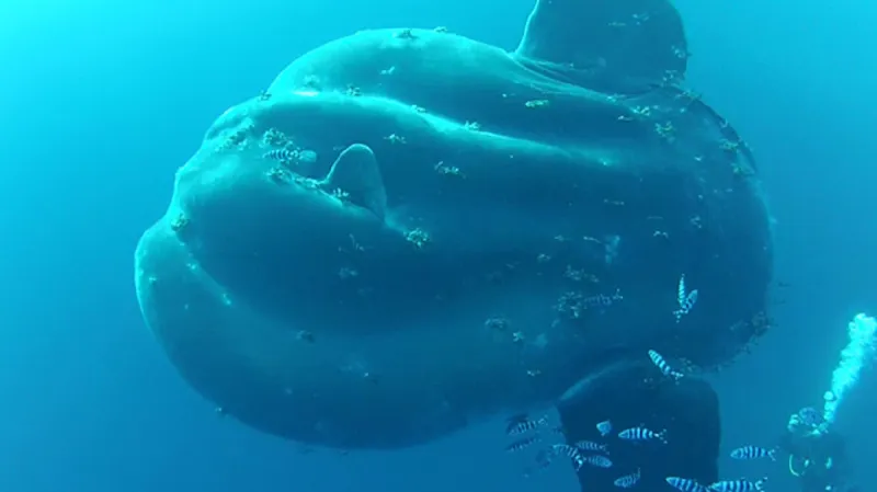 Dospělý měsíčník