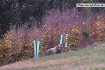 Medvěd z Valašska nejspíš brzy přišel o matku. Nenaučil se proto bát lidí