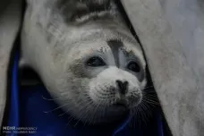 Na pobřeží Kaspického moře se našlo 150 mrtvých tuleňů. V podezření jsou pytláci i virus