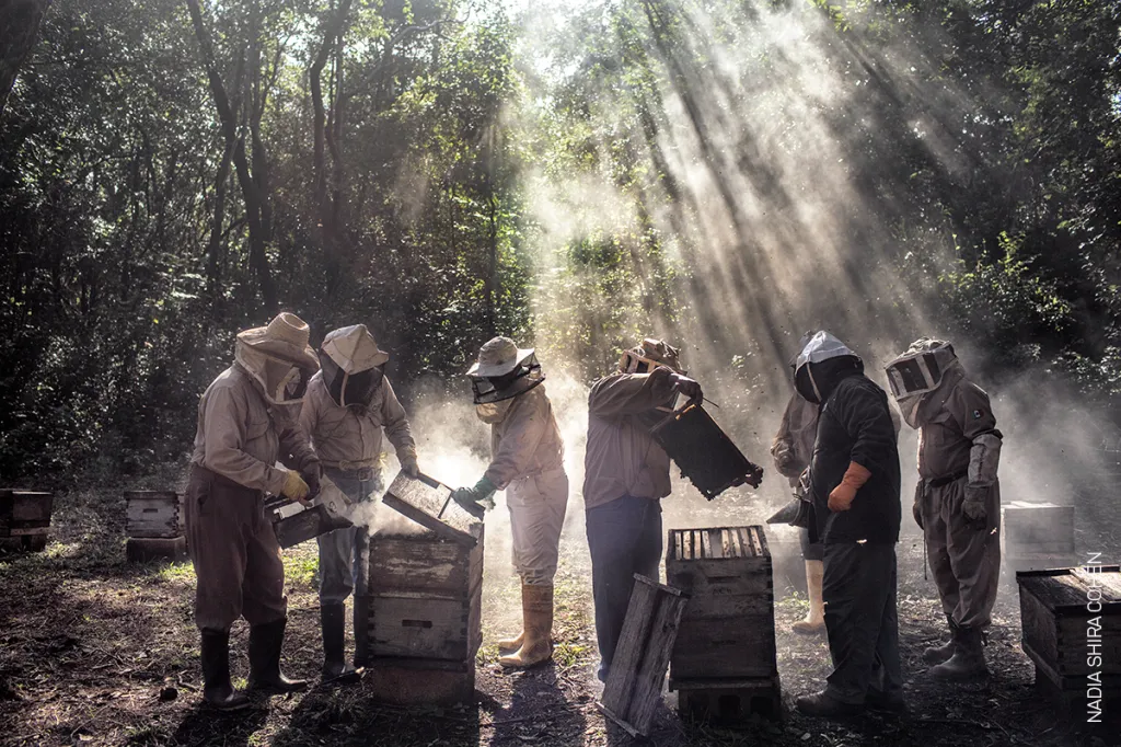 Nominace na vítěznou sérii v kategorii ŽIVOTNÍ PROSTŘEDÍ: Nadia Shira Cohen – Pěstování geneticky upravené sóji v mexickém Campeche podle vědců nepříznivě ovlivňuje tradiční včelařství v regionu