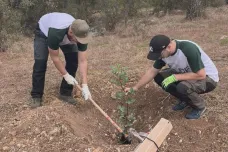 S obnovou Masarykova lesa v Izraeli už potřetí pomáhali brněnští studenti 