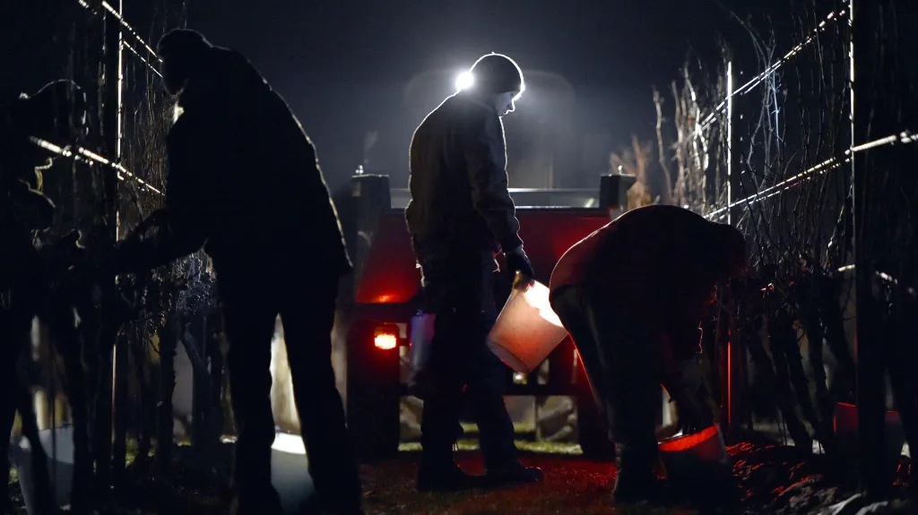 Sběr ledového vína začal v brzkých hodinách