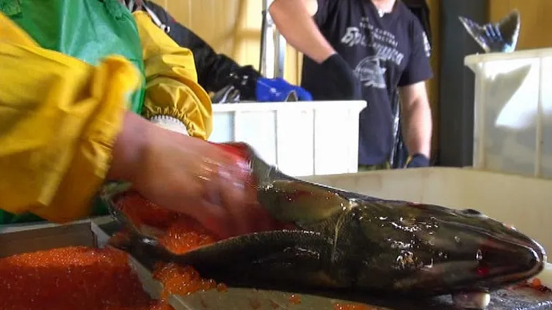 Dolování jiker z lososa