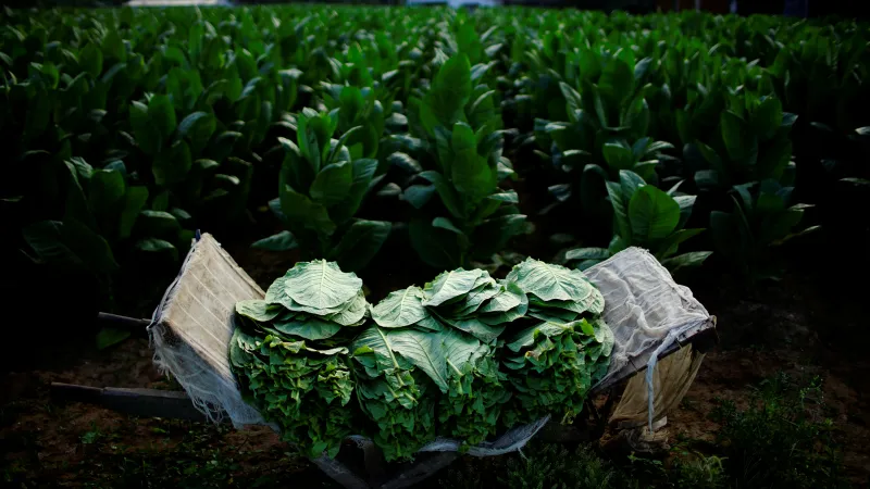 Tabáková plantáž na Kubě