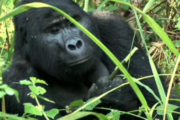 Koronavirová pandemie nahrává africkým pytlákům. Ti asijští trpí uzavřeným světem