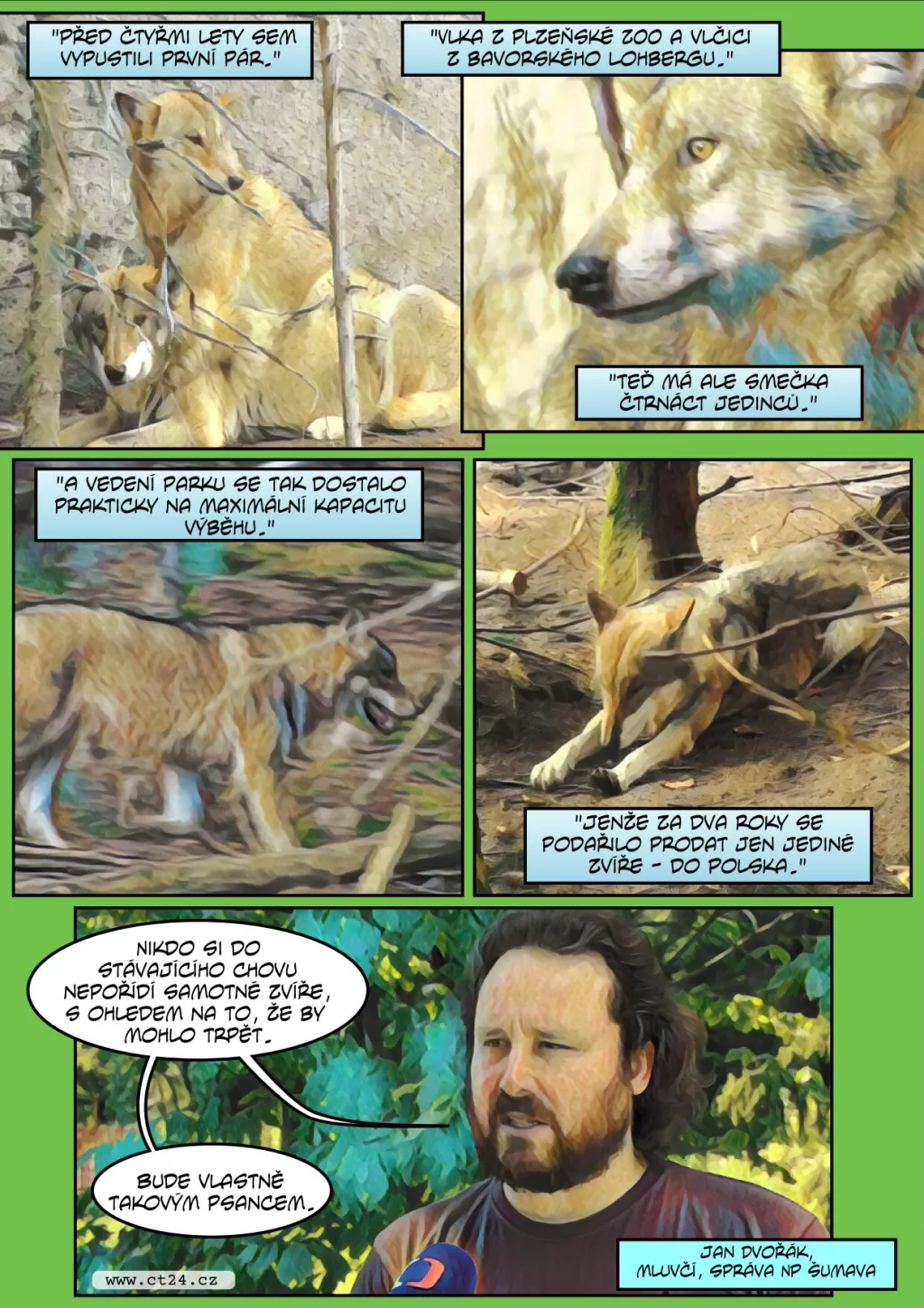 Komiks: Řízený chov vlků na Šumavě