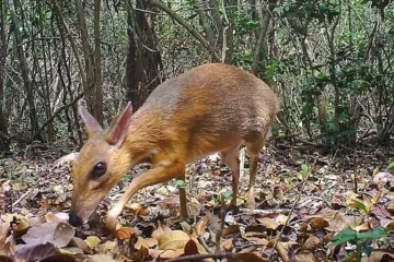 Mysleli si, že vymřel před 30 lety. Teď biologové zubatého kančila pozorovali znovu