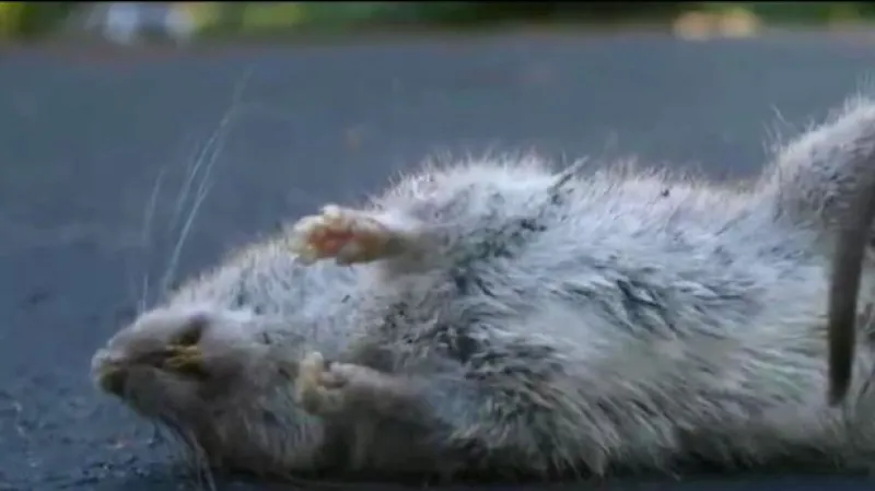 Kaufland musí stáhnout kontaminované sušenky