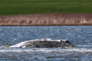 Pod keporkakem Timmym vyhrabávají písek