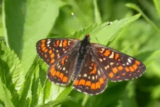 Lesy ČR zlikvidovaly na Pálavě tisíce chráněných motýlů, zní z Akademie věd