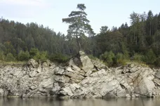 Bonsaj v přehradě. Chudobínská borovice je nejkrásnějším stromem v Evropě
