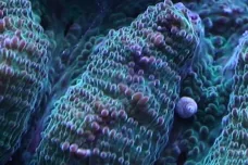 Průlom na Floridě: poprvé se podařilo rozmnožit ohrožené korály