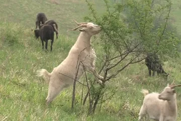 Ochranáři v Dunajovických kopcích vsadili na ovce a kozy