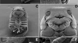 Detaily těla nově objevené mnohonožky