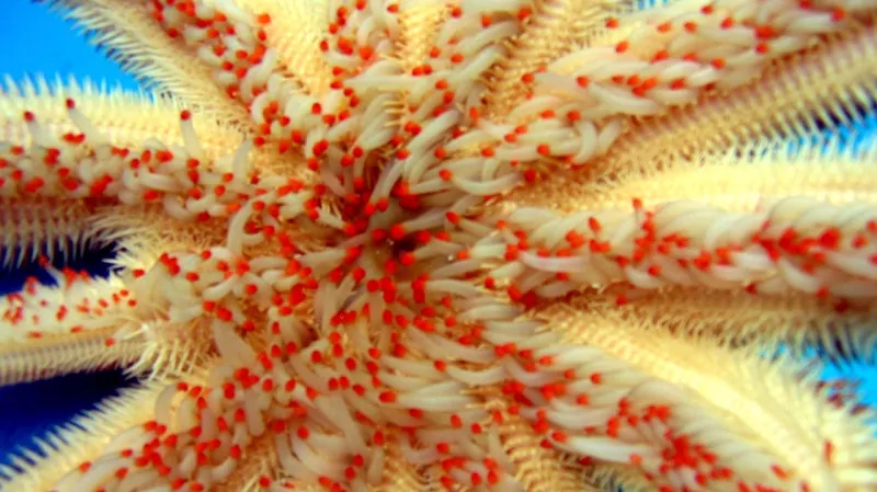 Podivná krása mořských hvězdic