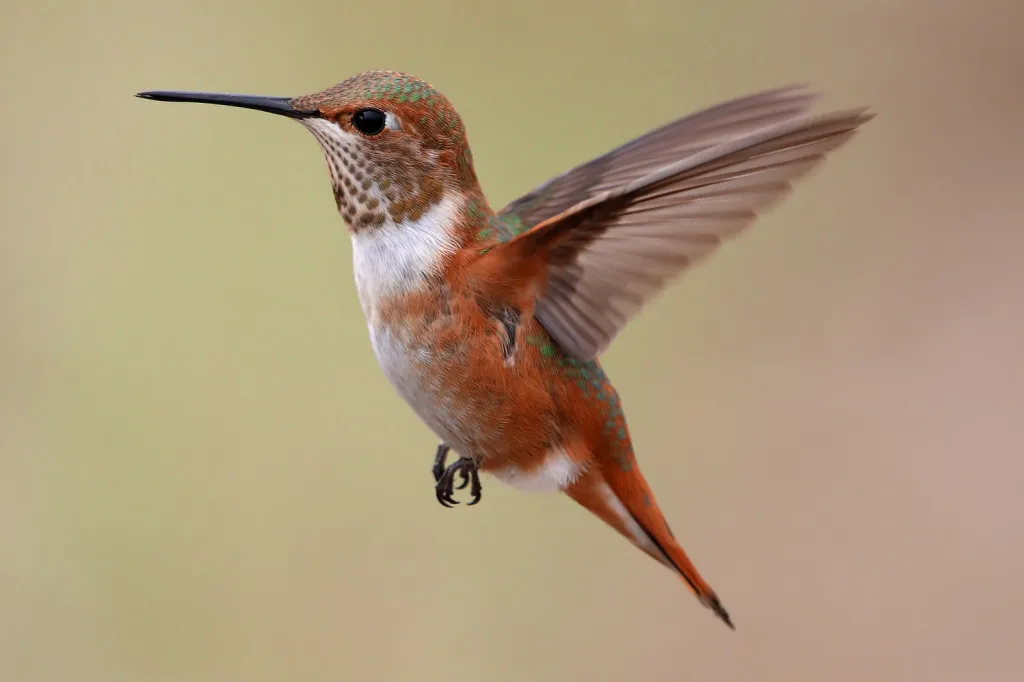 V kategorii mladších 14 let zvítězila americká dívka Maddie Nolan se snímkem kolibříka rezavolesklého s vyplazeným jazykem.