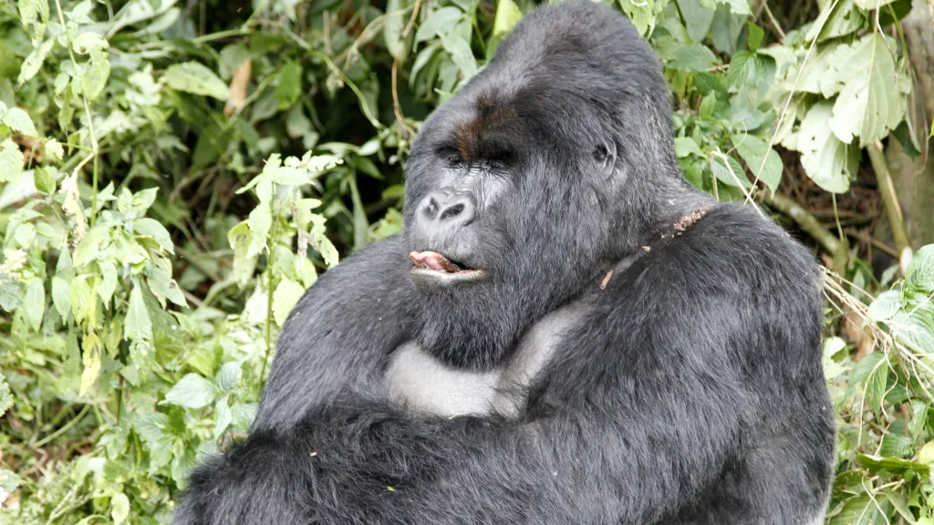 Gorily horské v národním parku Virunga