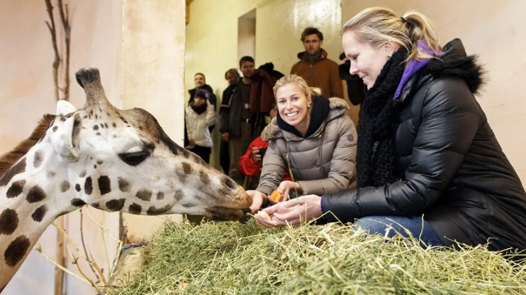 Andrea Hlaváčková a Lucie Hradecká křtí žirafy