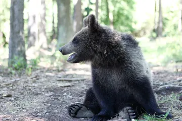 V okolí Prahy pokračuje pátrání po medvědovi. Viděli ho u Brandýsa, nad městem kroužil i vrtulník