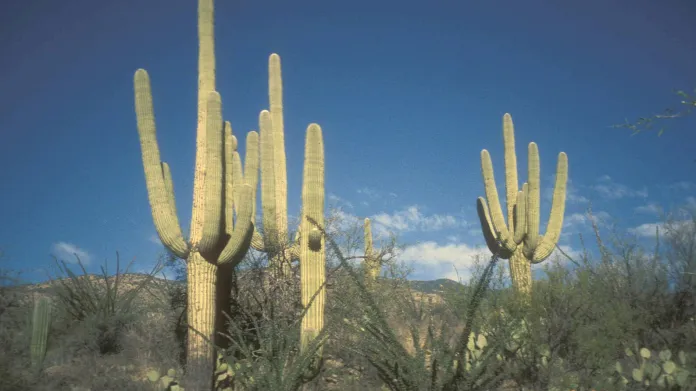 Kaktus saguaro
