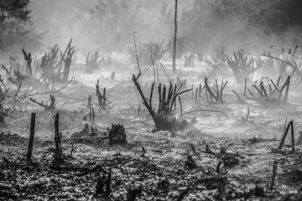 Vítězná fotografie v kategorii Jihovýchodní Asie a Oceánie – dlouhodobý projekt. Doutnající vegetace po požáru rašelinišť a lesa v Rambutanu v Indonésii