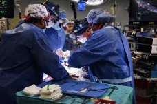 Lékaři v USA transplantovali pacientovi srdce geneticky modifikovaného prasete