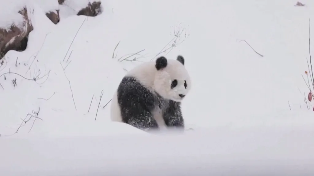 Panda ve washingtonské zoologické zahradě řádí ve sněhové pokrývce