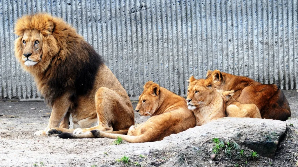 Lvi v kodaňské zoo