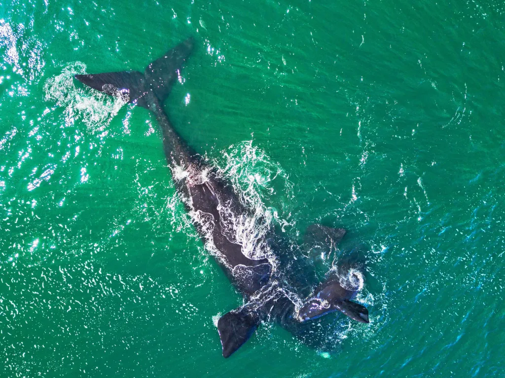Finalista soutěže Sony World Photography Awards 2018 v kategorii Student Focus pro studenty fotografických škol, kteří měli za úkol zobrazit environmentální problematiku oceánů.