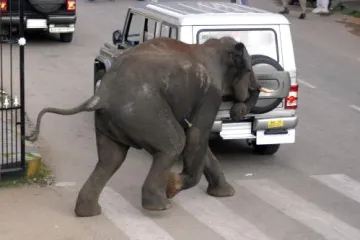Rozzuření sloni v Indii zabili člověka