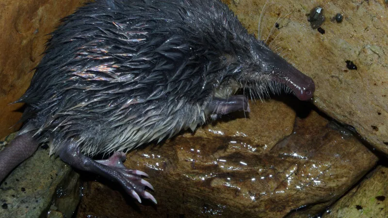 Vychuchol pyrenejský