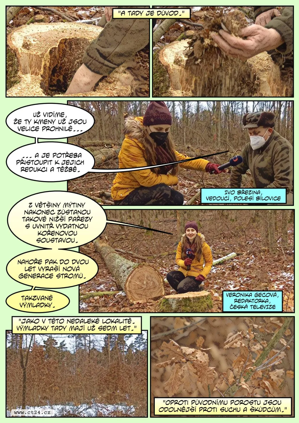 Pokácením lesa k jeho záchraně. Díky obrážení pařezů by měl být nový porost odolnější