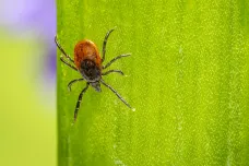 Přibývá nakažených lymeskou borreliózou
