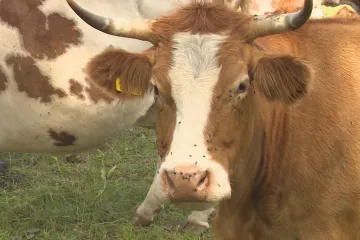 Veterinářů pečujících o velká zvířata je málo, najezdí i desítky tisíc kilometrů ročně