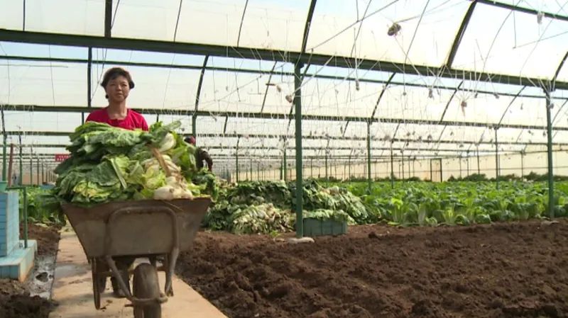 Sklizeň zelí v KLDR