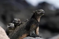 Galapágy a jejich unikátní živočichy ohrožuje oteplování oceánů