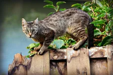 Volně žijící kočky jsou hrozbou pro veřejné zdraví, mohou šířit řadu nemocí 