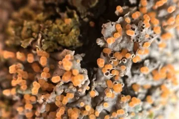 Vědci popsali v srdci Prahy pro Česko nové druhy lišejníků a hub