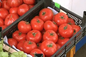 Indové už nechtějí jíst zkažená rajčata