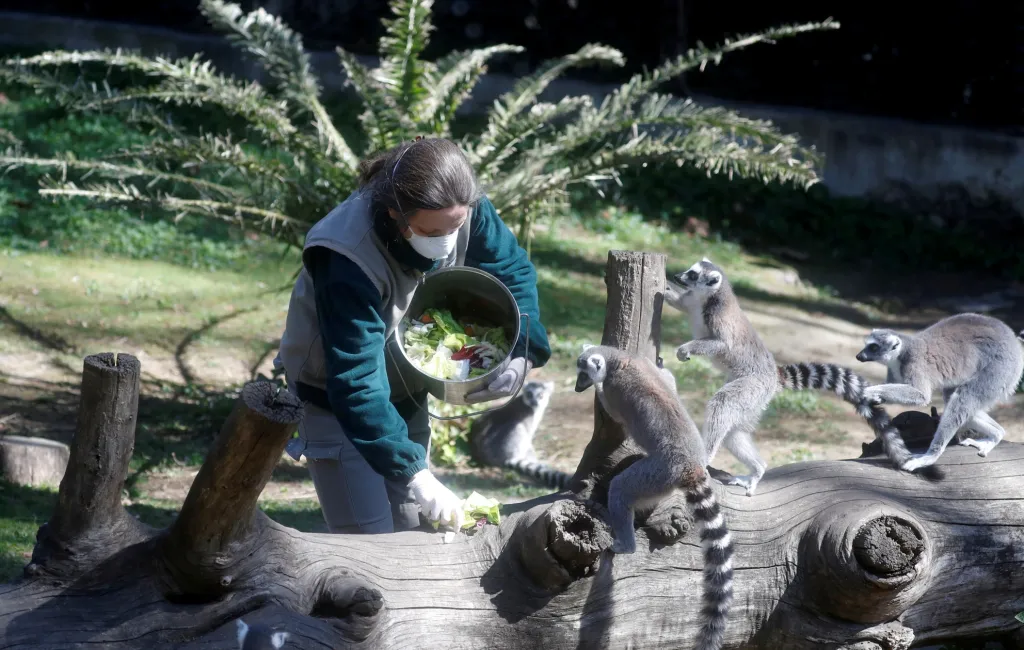 Zoologické zahrady musí pokračovat v péči o zvířata neustále. Pozastavení provozu je zde nemožné. Lemuři dostávají svou pochoutku v římském Bioparku